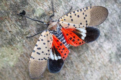 April 22, 2021 Virtual Spotted Lantern Fly Training