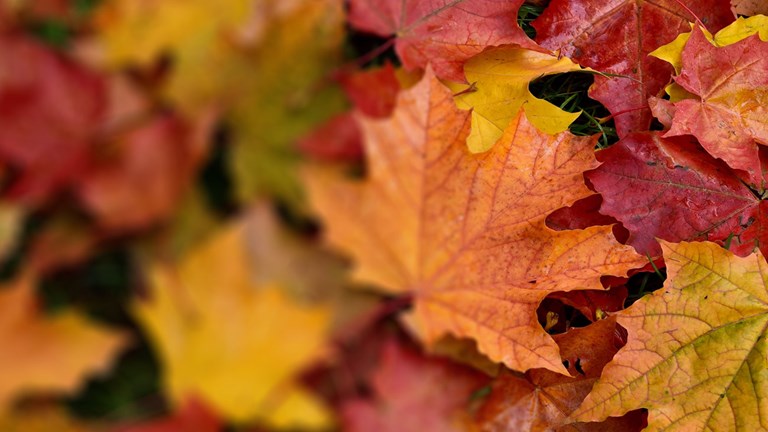 Borough of Conshohocken 2026 Leaf Collection Schedule